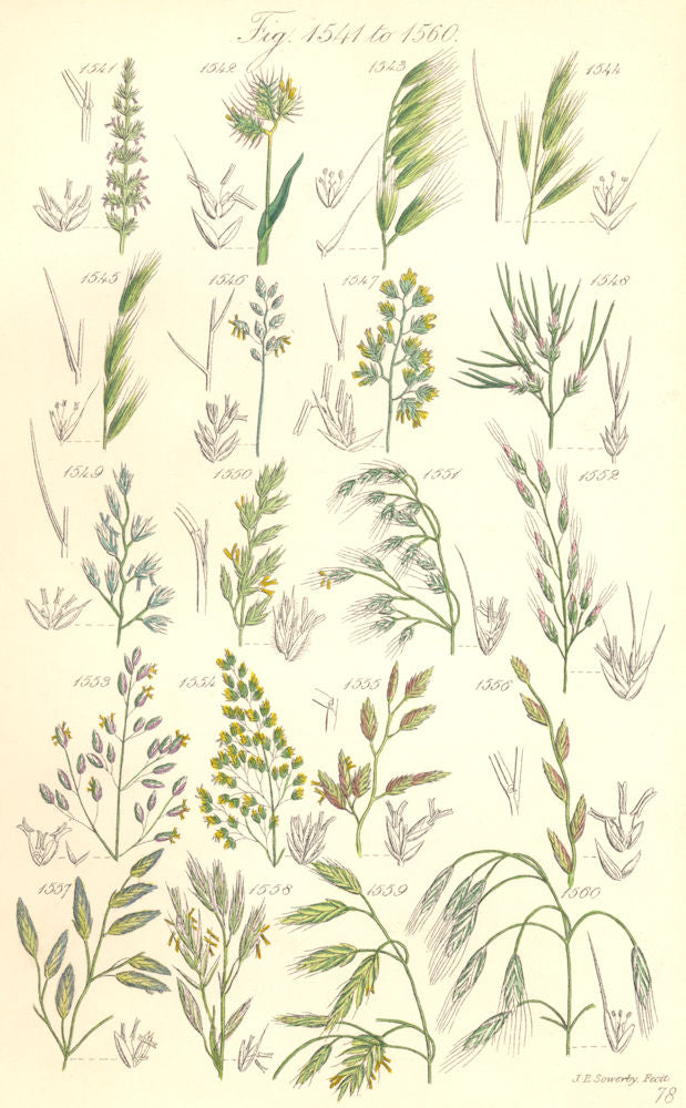 WILD GRASS FLOWERS. Dog's-tail grass Fescue grass Brome-grass. SOWERBY 1890